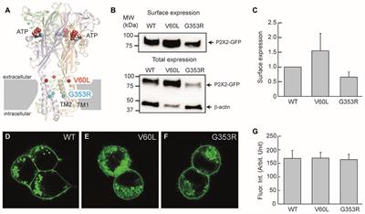 P2X2 Dominant Deafness Mutations Have No Negative Effect on Wild-Type Isoform: Implications for Functional Rescue and in Deafness Mechanism